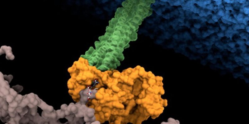Hallan el punto débil de una de las 15 bacterias más peligrosas para la salud humana