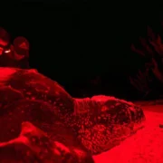 RD inicia plan pionero para rastrear a las tortugas marinas