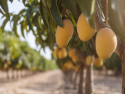 Agricultura fortalece medidas fitosanitarias para impulsar exportación de mangos Europa y EEUU