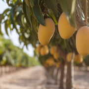 Agricultura fortalece medidas fitosanitarias para impulsar exportación de mangos Europa y EEUU